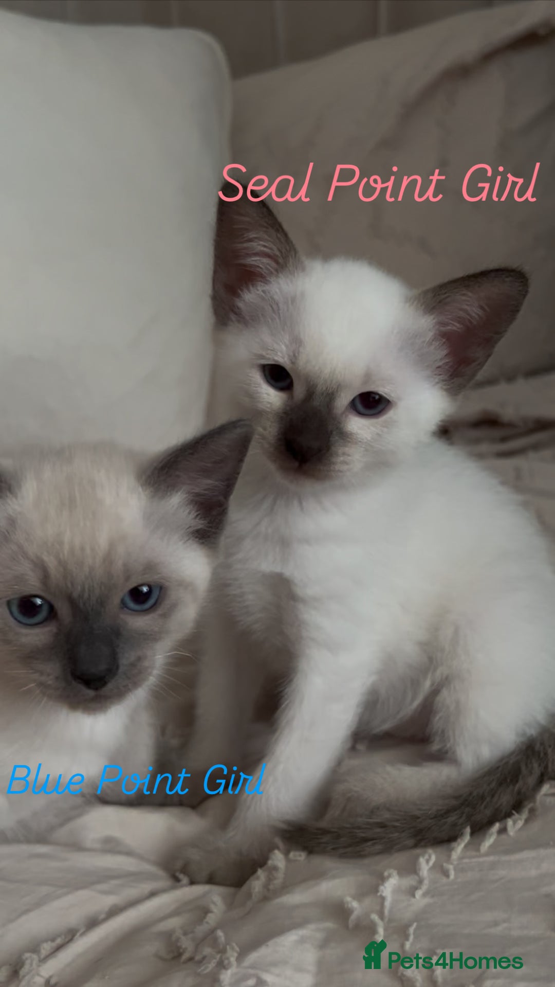 Siamese cats for sale: 2x Beautiful Pedigree Siamese Female Kittens - Image 2