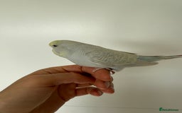 Budgerigars birds for sale: Young budgies happy&healthy in London - Image 11