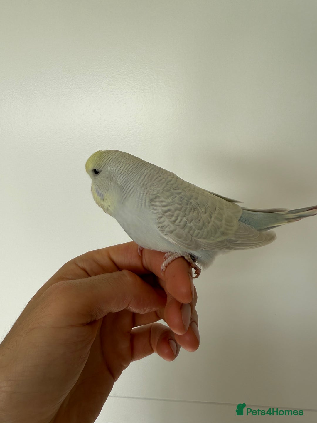 Budgerigars birds for sale: Young budgies happy&healthy in London - Image 11