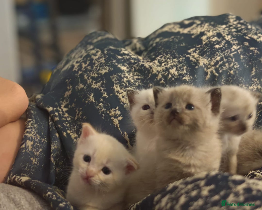 Tonkinese cats for sale: Gorgeous Tonkdoll kittens  - Advert 25