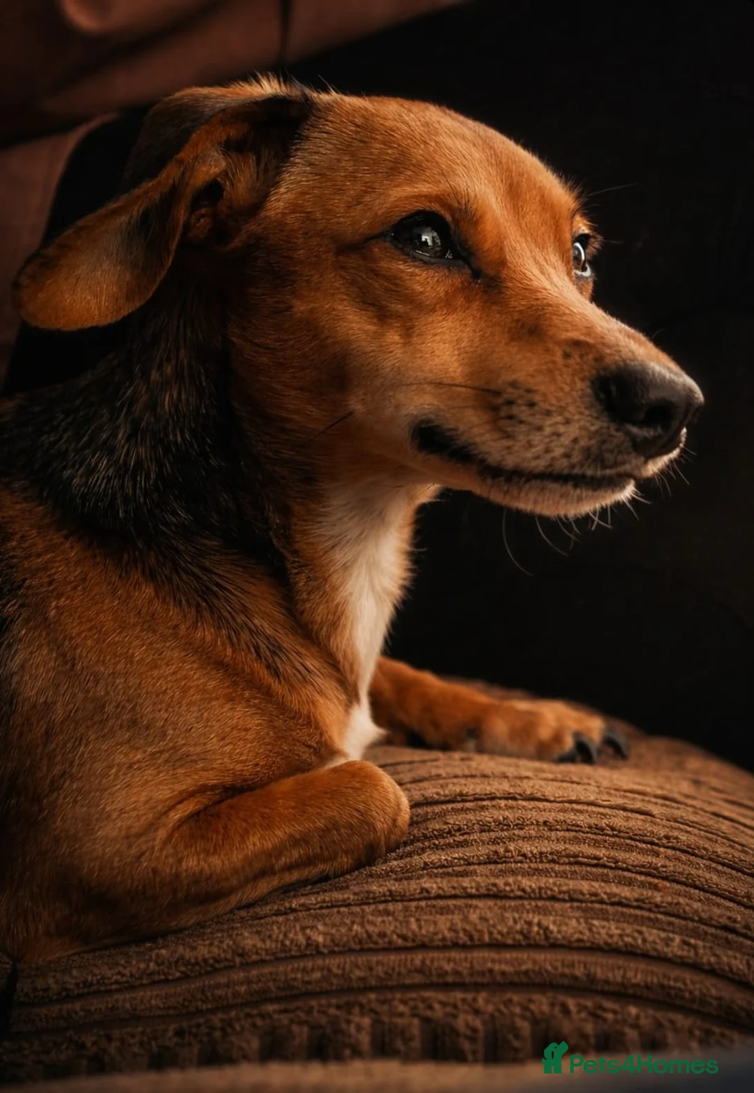 Chiweenie dogs for stud: Male Stud - Advert 2