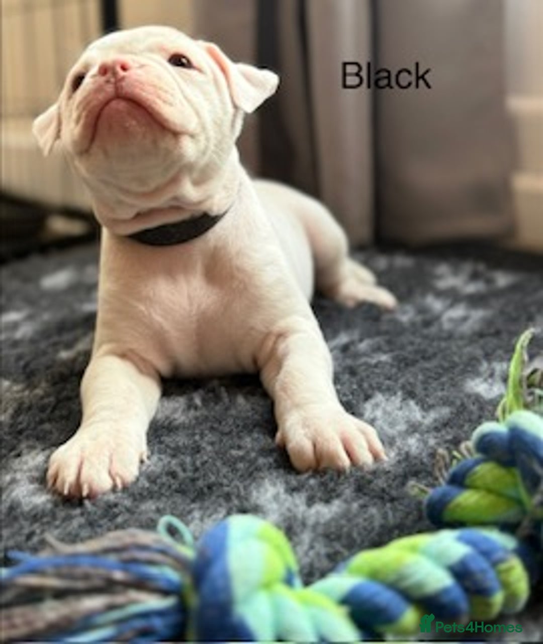 Olde English Bulldogge dogs for sale: 9 Olde English Bulldogge NEBBR registered puppies - Advert 25