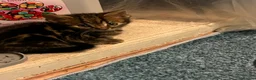 Domestic Shorthair cats for sale: Tabby kittens  - Advert 12