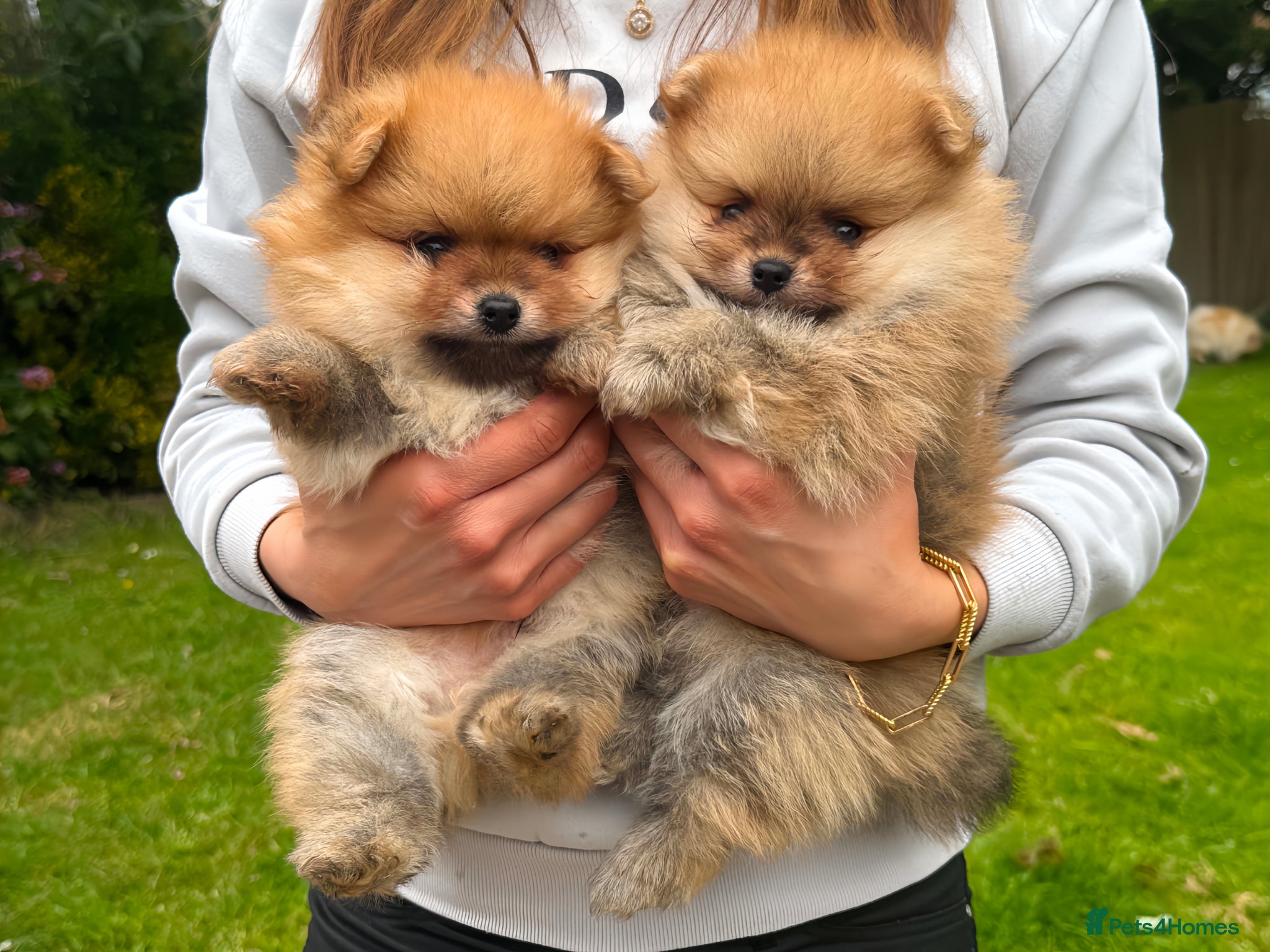 Pomeranian dogs Beautiful Boy Pomeranian Puppies - Advert 15