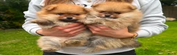 Pomeranian dogs for sale: Beautiful Boy Pomeranian Puppies - Advert 1