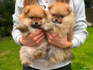 Pomeranian dogs Beautiful Boy Pomeranian Puppies - Advert 10