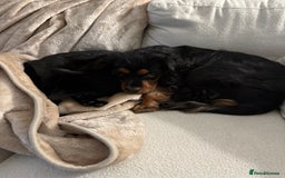 Cavalier King Charles Spaniel dogs for sale: Cavalier King Charles Spaniel Puppy - Image 7