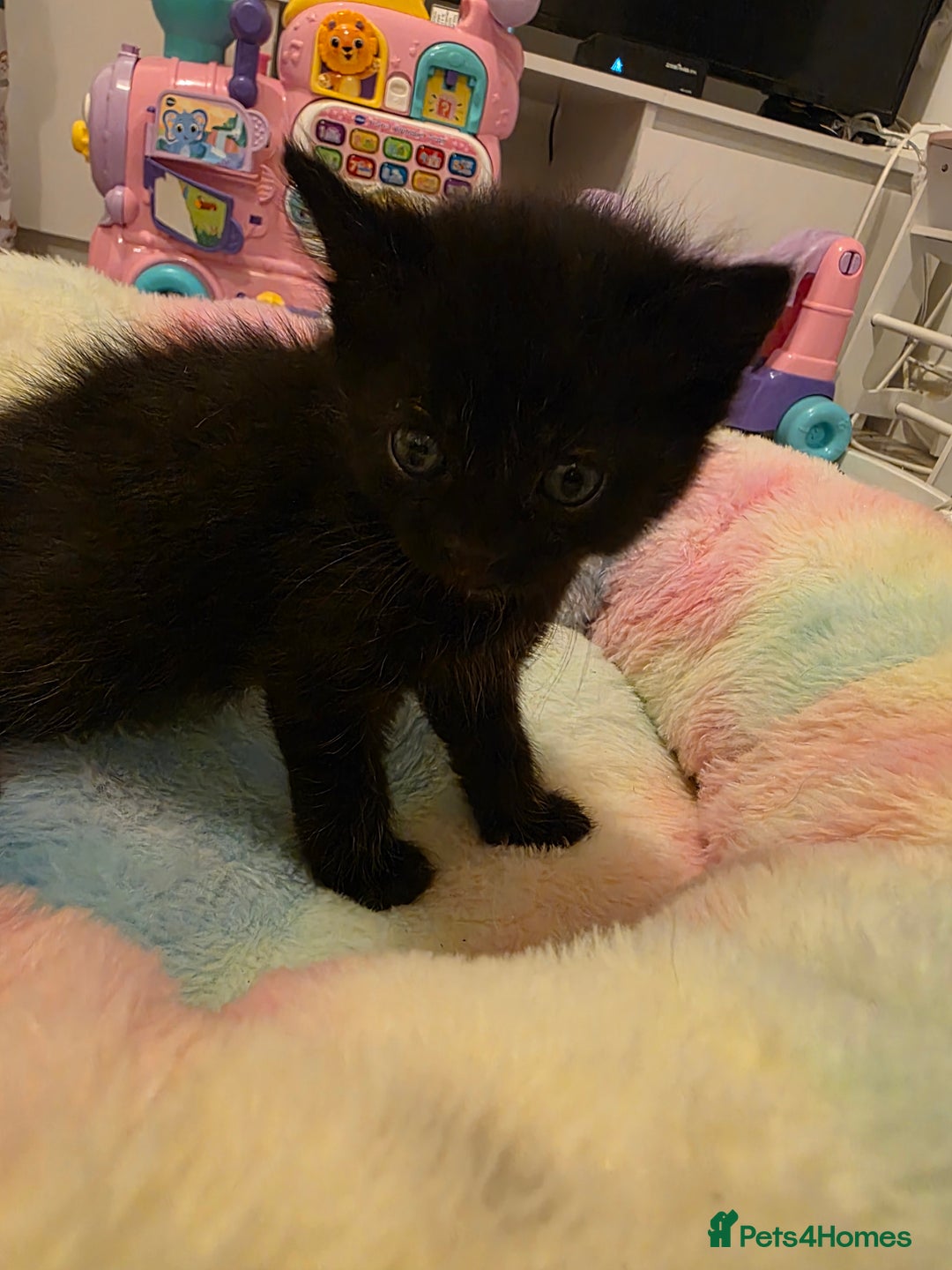 Mixed Breed cats for sale: Beautiful kittens - Advert 10