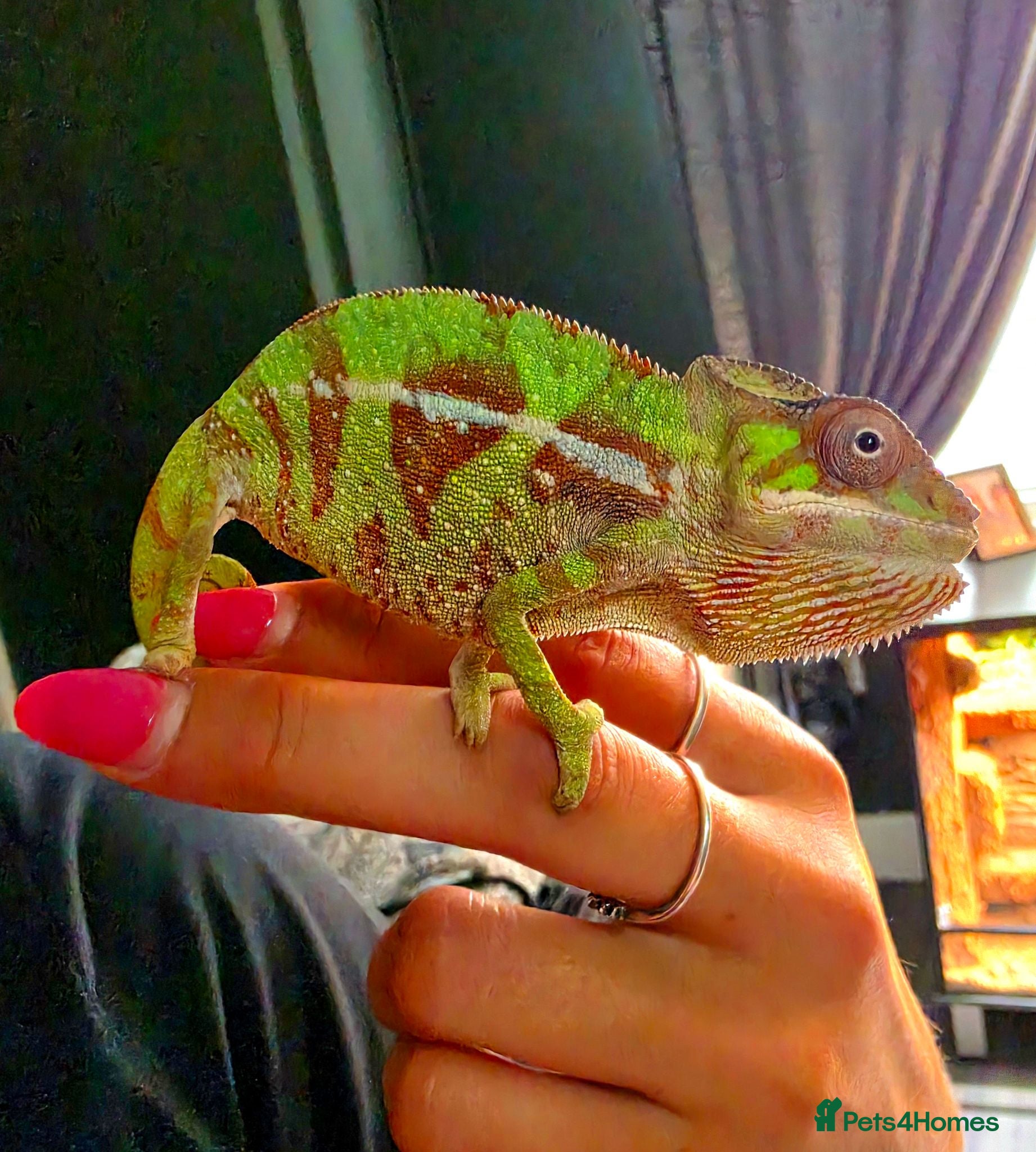 Chameleon reptiles Nosy Mitsio Male Panther Chameleon CB26 - Advert 1