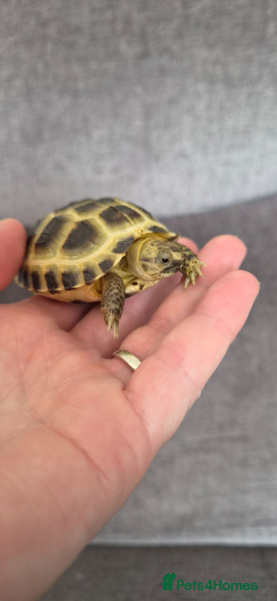 Tortoise reptiles 1 Horsefield Baby Tortoises - Advert 2