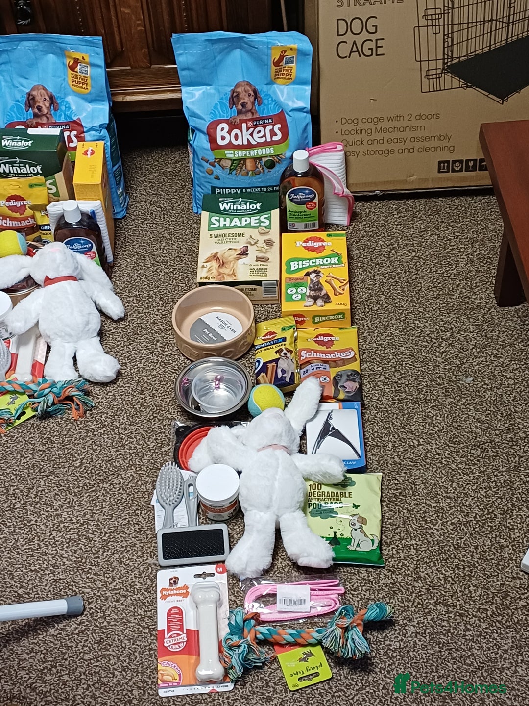 Shih Tzu dogs for sale: SHIH TZU litter. Ready 15/01/2026 - Advert 19