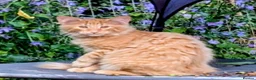 Norwegian Forest Cat cats for sale: Pedigree Norwegian Forest kittens - Advert 5