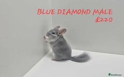 Chinchilla rodents for sale: STUNNING BABIES CHINCHILLA MIX COLOURS AND GENDER  - Image 8