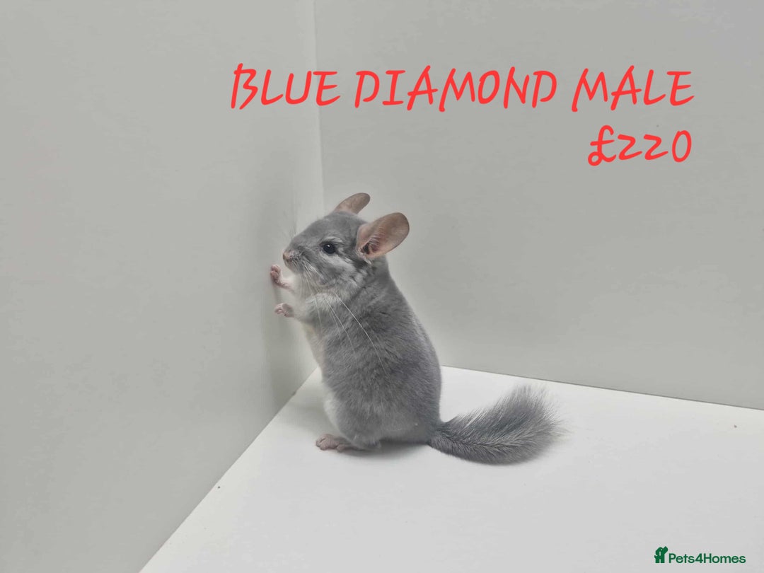 Chinchilla rodents for sale: STUNNING BABIES CHINCHILLA MIX COLOURS AND GENDER  - Image 8