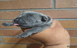 Staffordshire Bull Terrier dogs for sale: Top quality blueish staffs pups for sale - Image 5
