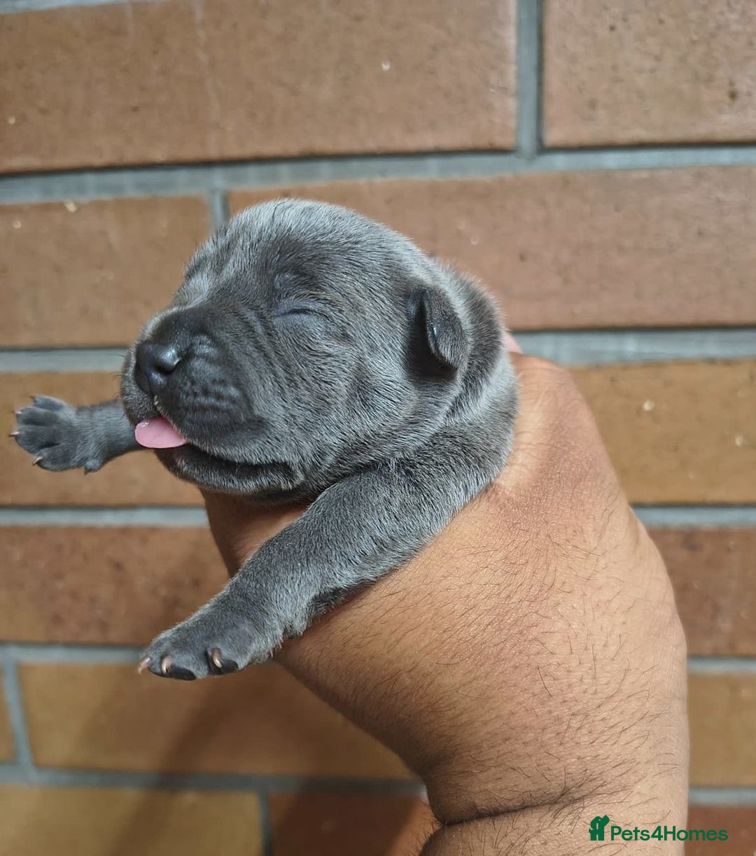 Staffordshire Bull Terrier dogs for sale: Top quality blueish staffs pups for sale - Image 5