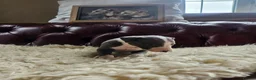 Whippet dogs for sale: Exquisite litter of whippet puppies  in Ormskirk - Advert 11