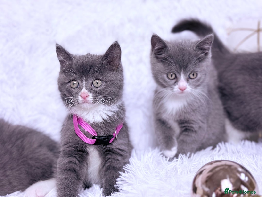 Mixed Breed cats for sale: Ragdoll X  British shorthair  - Image 4