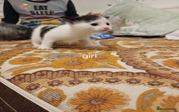 Mixed Breed cats for sale: Sweet kittens ready for their new homes! - Image 4