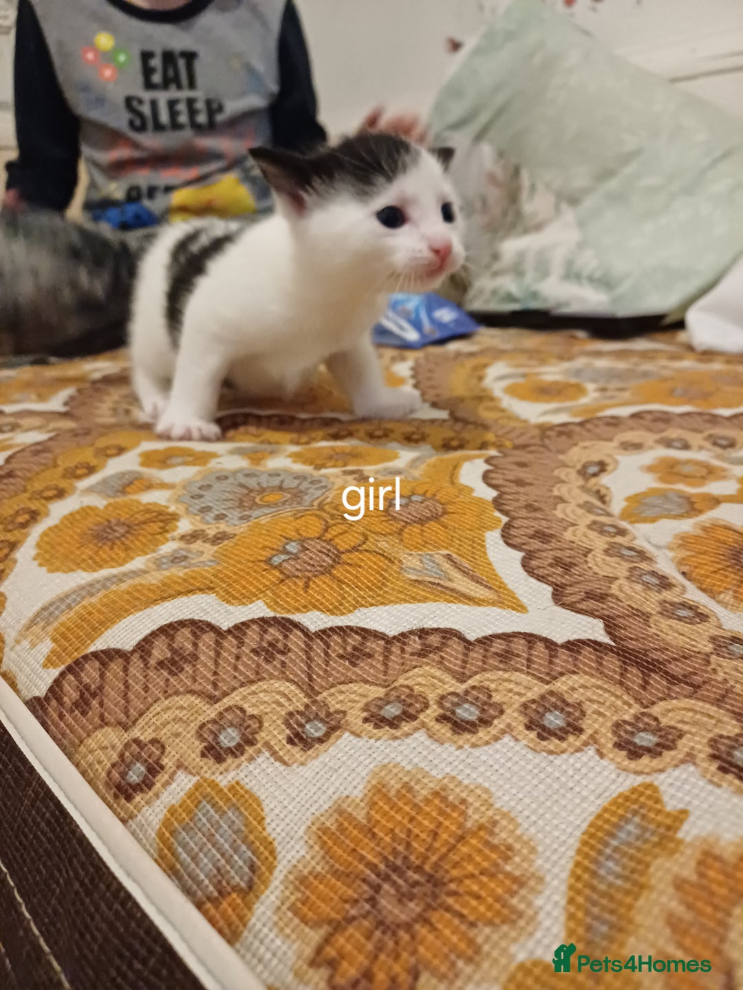 Mixed Breed cats for sale: Sweet kittens ready for their new homes! - Image 4