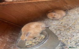 Mixed Breed rabbits for sale: Baby bunnies  - Image 7