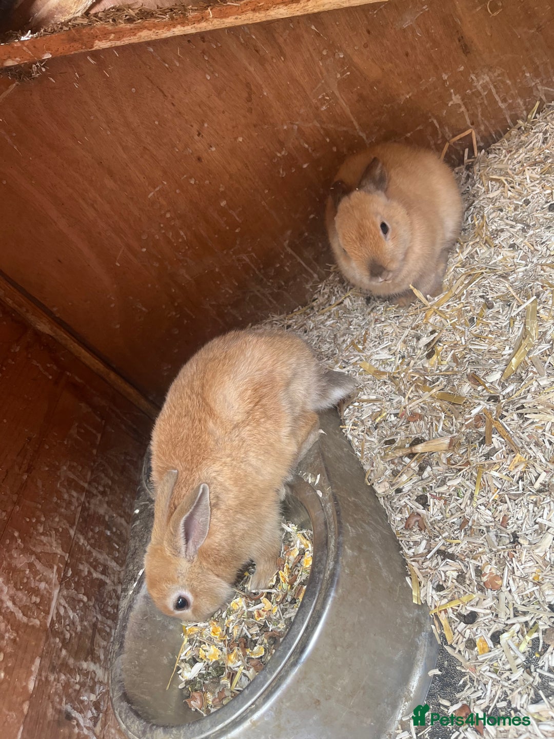Mixed Breed rabbits for sale: Baby bunnies  - Image 7