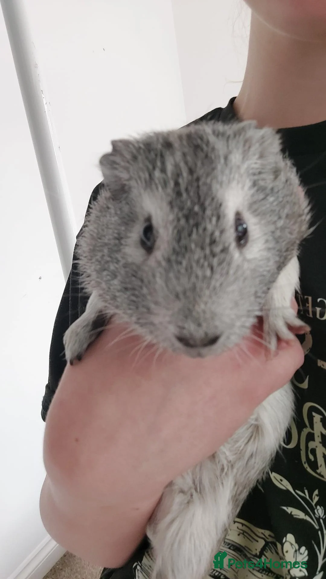 Guinea Pig rodents for sale: Two bonded male guinea pigs in Stourport-on-Severn - Advert 1