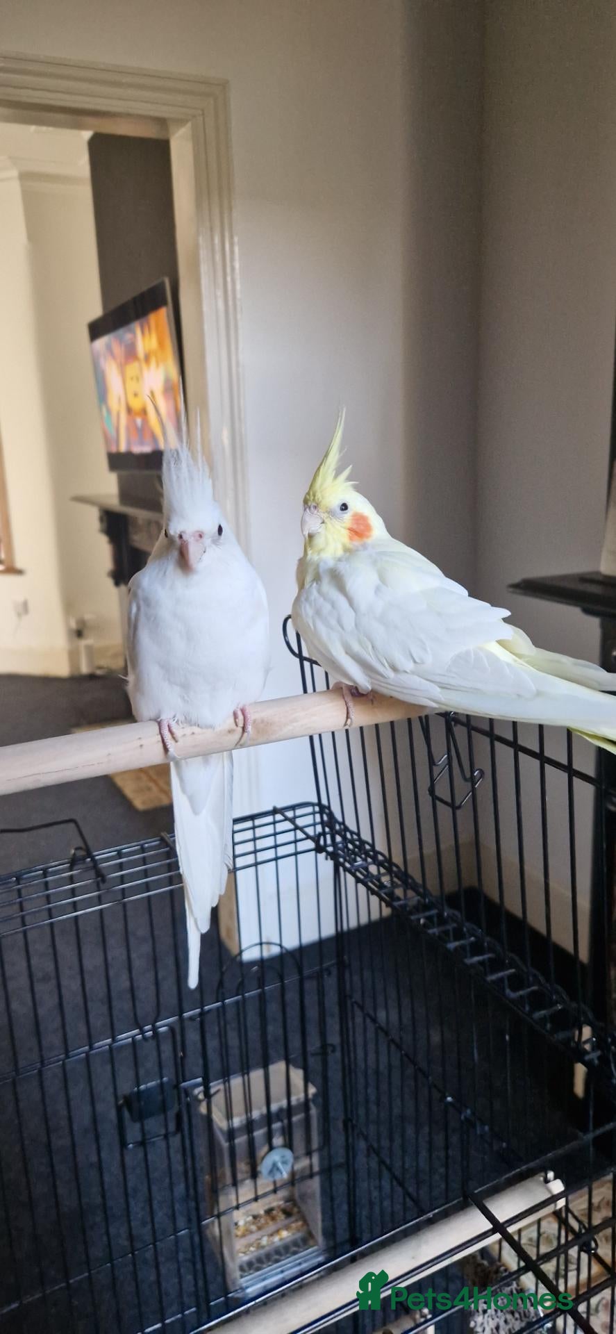 Cockatiels birds Two Beautiful Cockatiels Looking for a Loving Home - Advert 2