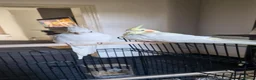Cockatiels birds for sale: Two Beautiful Cockatiels Looking for a Loving Home - Advert 2