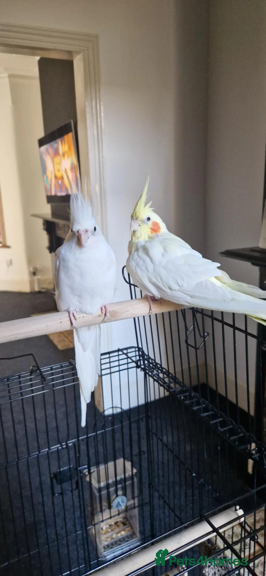 Cockatiels birds for sale: Two Beautiful Cockatiels Looking for a Loving Home - Advert 2