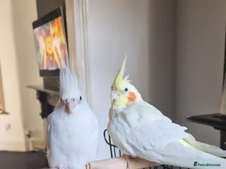 Cockatiels birds Two Beautiful Cockatiels Looking for a Loving Home - Advert 2