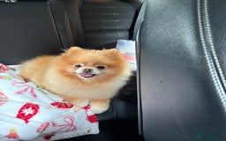 Pomeranian dogs for sale: Pomeranian puppies - Image 13