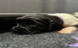 English Springer Spaniel dogs for sale: Hip/Elbow Scored and Health Tested, KC Springers  - Advert 13