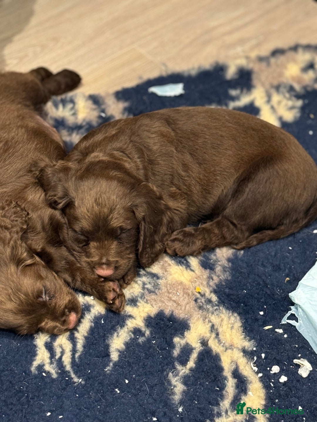 Cocker Spaniel dogs for sale: Pedigree health tested 5 generation pup available  - Advert 5