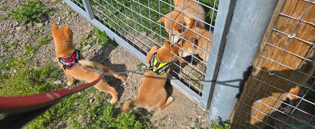 Japanese Shiba Inu dogs for sale: Stunning Shibas  in Llanybydder - Image 26