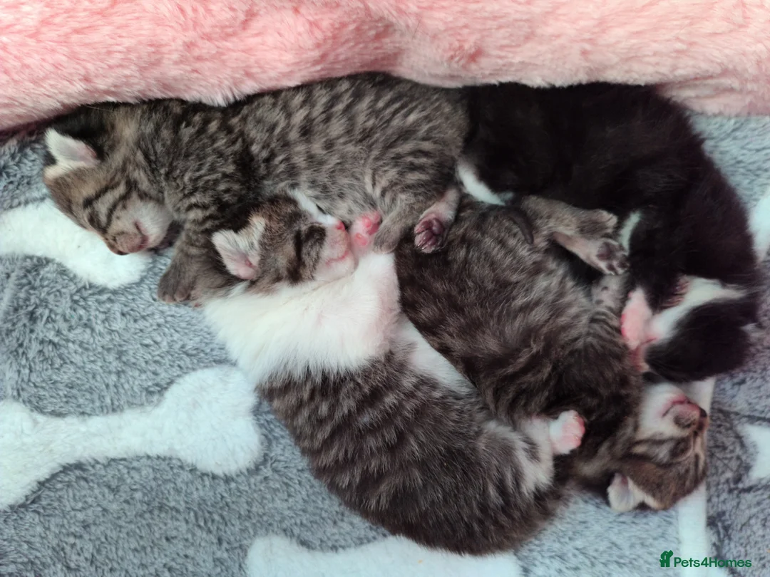 Mixed Breed cats for sale: Whiskey is looking for a loving home  - Advert 3