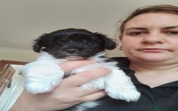 Mixed Breed dogs for sale: Toy Poodle X Biewer Terrier  - Image 2