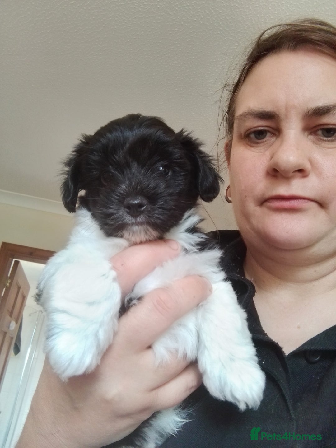 Mixed Breed dogs for sale: Toy Poodle X Biewer Terrier  - Image 2
