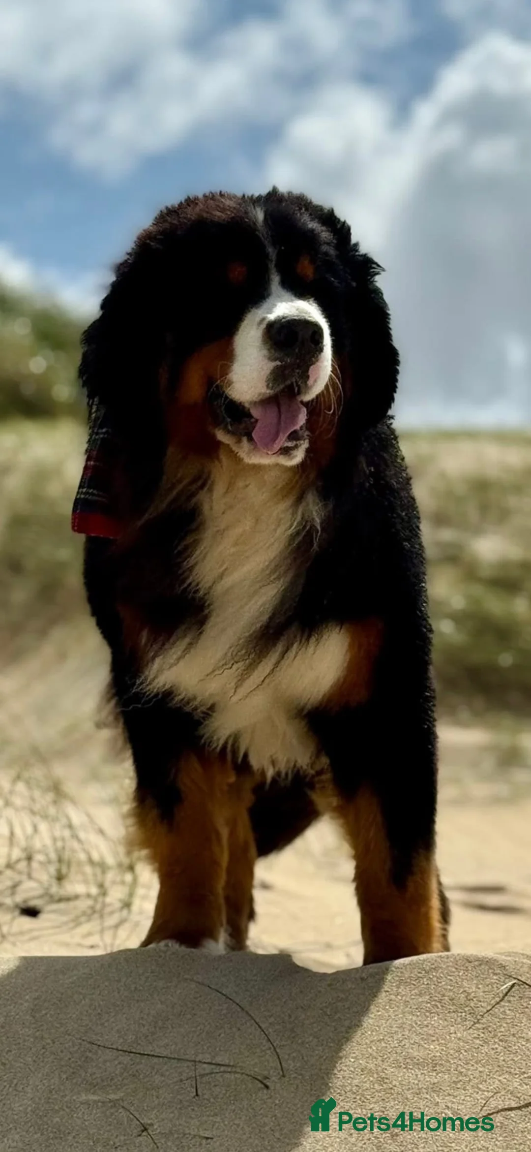 Bernese Mountain Dog dogs for stud: Big chunky Bernese for stud KC and health tested  - Advert 1
