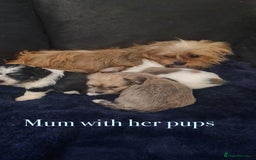 Shorkie dogs for sale: Shorkie pups ready now - Image 30