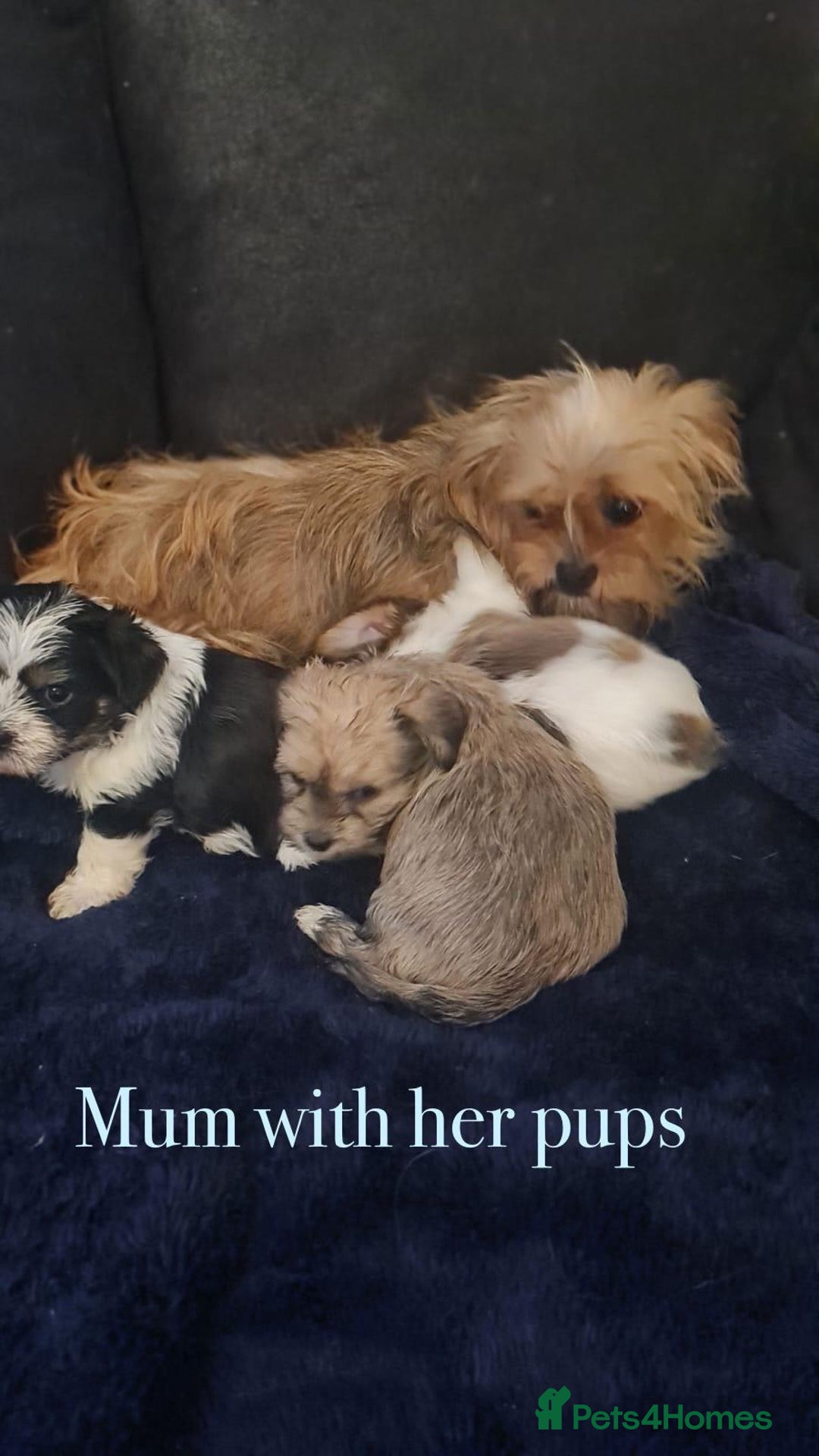 Shorkie dogs for sale: Shorkie pups ready now - Image 30
