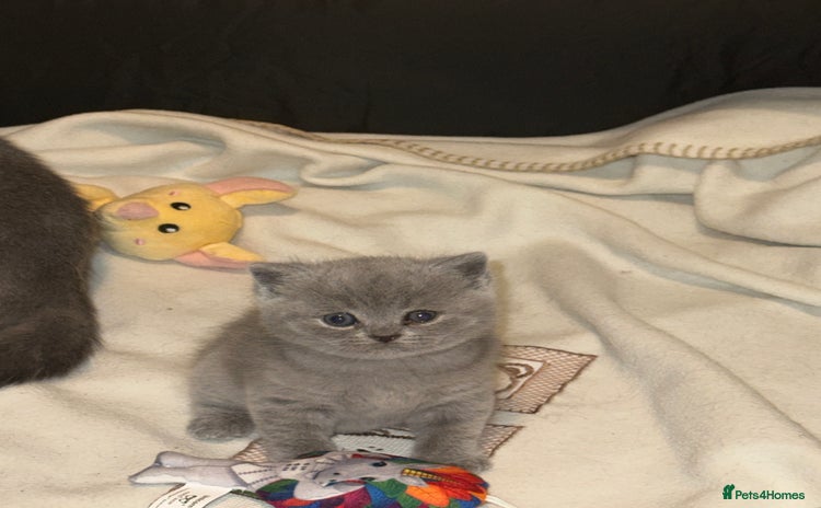 British Shorthair cats - Advert 12