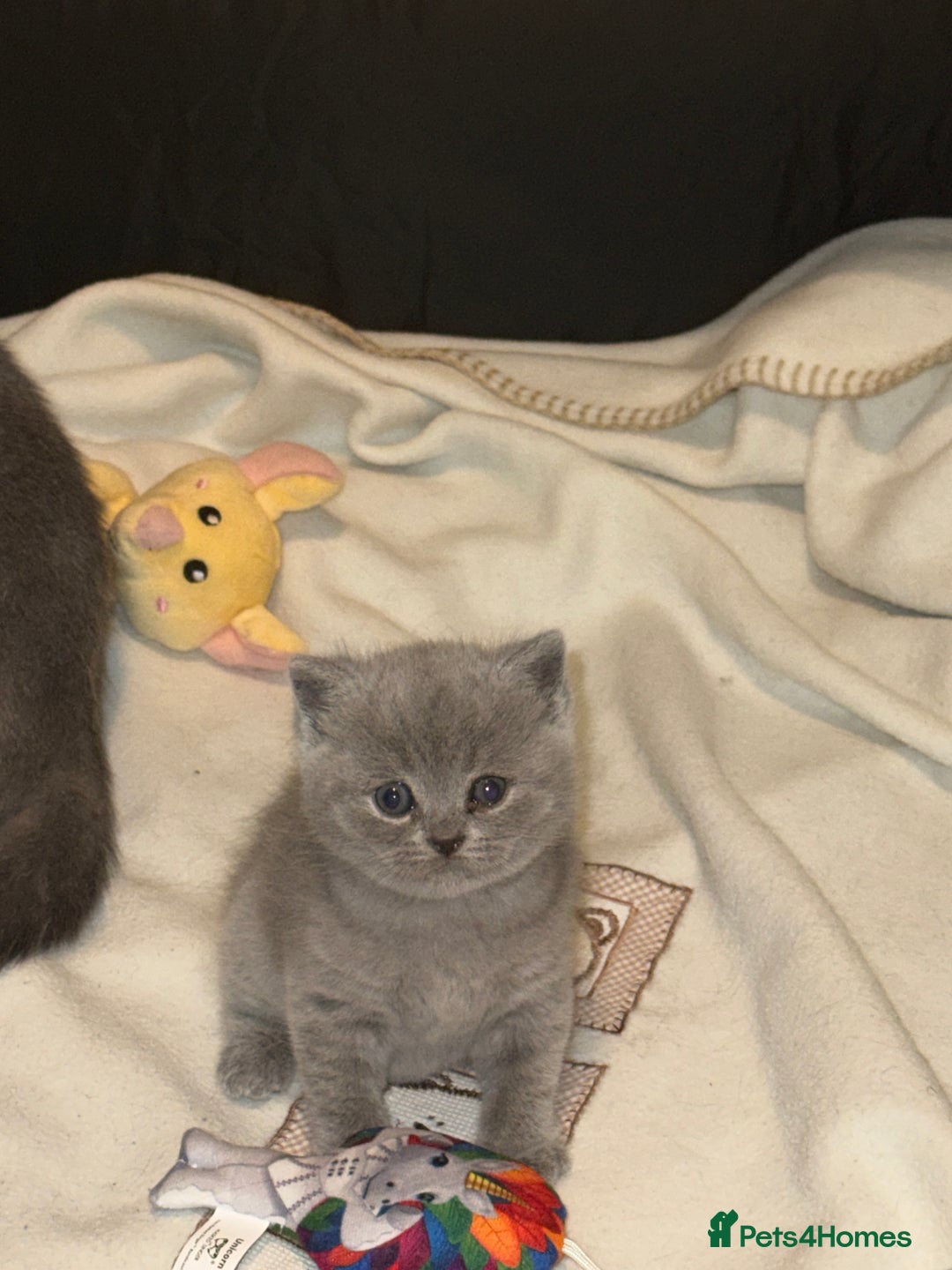 British Shorthair cats for sale: Adorable, Sweet, and Playful    - Image 1