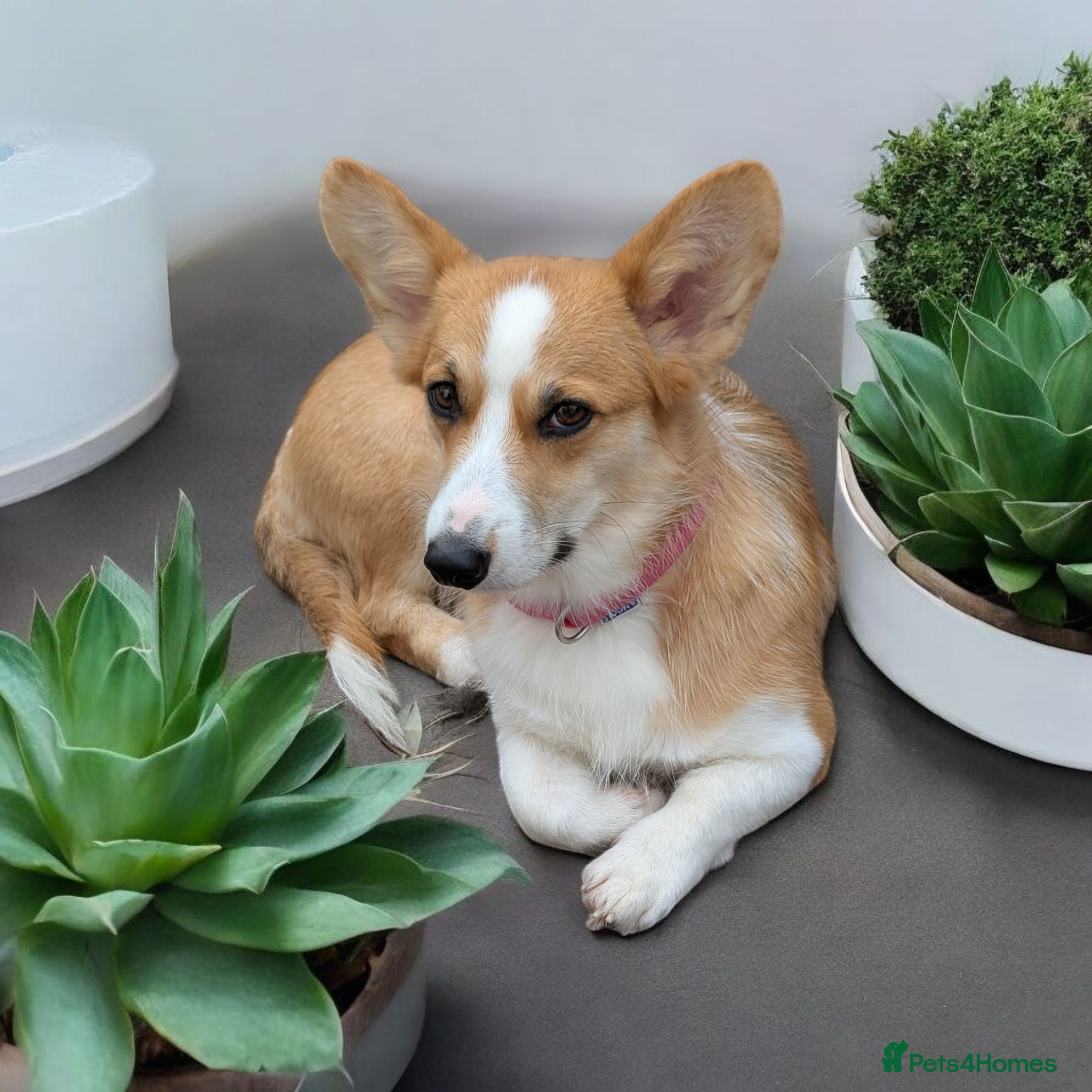 Welsh Corgi Pembroke dogs Two stunning sisters available health tested  - Advert 1