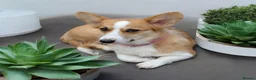 Welsh Corgi Pembroke dogs for sale: Two stunning sisters available health tested  - Advert 1