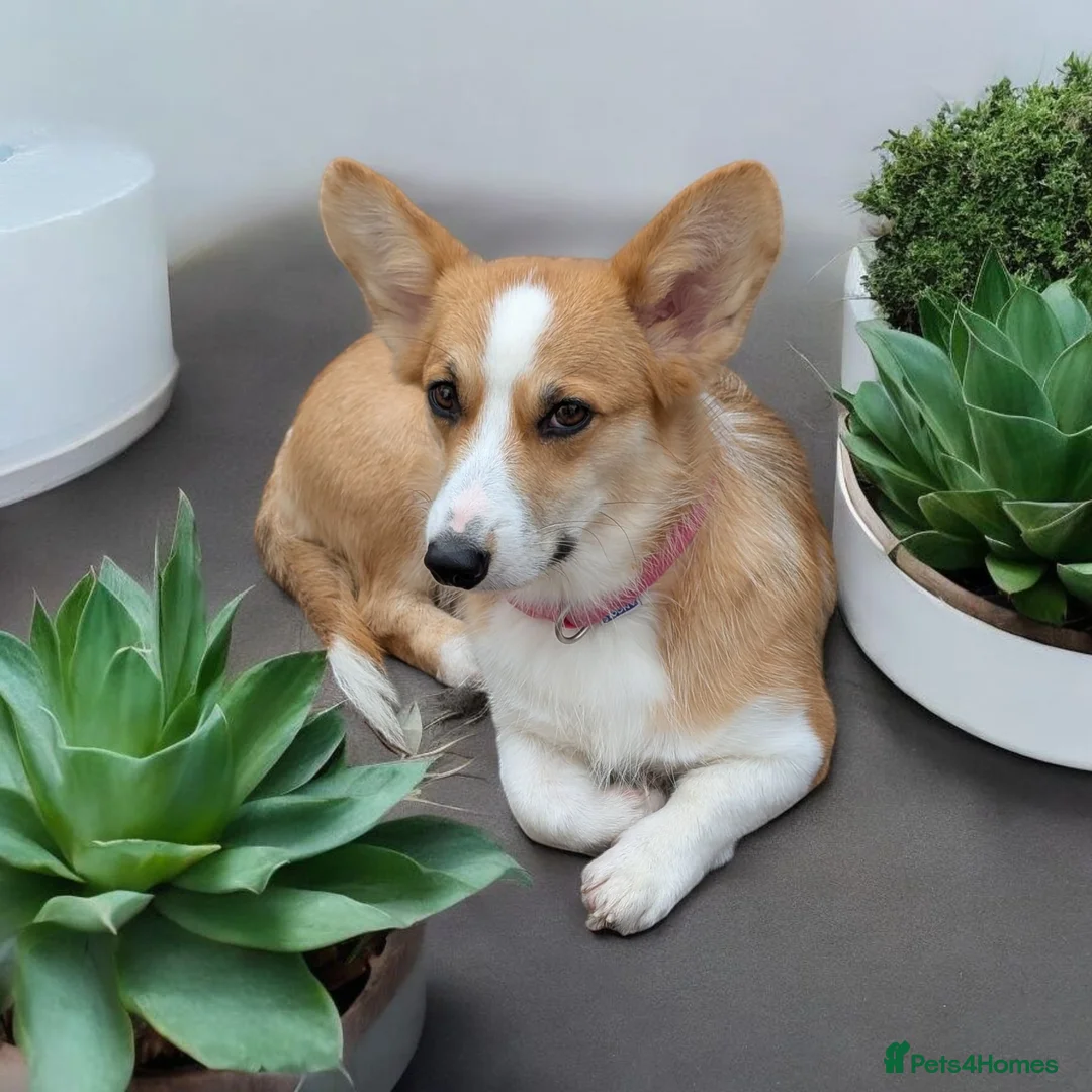 Welsh Corgi Pembroke dogs for sale: Two stunning sisters available health tested  - Advert 1