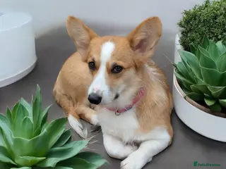 Welsh Corgi Pembroke dogs One male corgi puppy available health tested - Advert 1