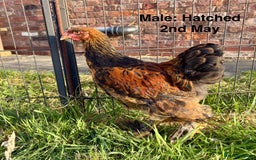 Chickens poultry for sale: Brahma Large Fowl Growers (Male & Female) - Image 5