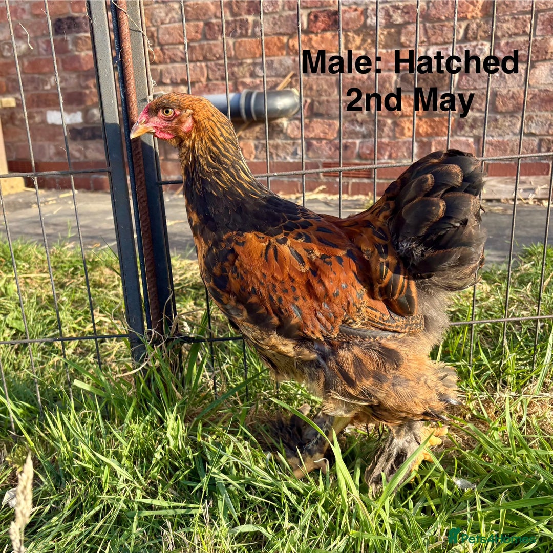 Chickens poultry for sale: Brahma Large Fowl Growers (Male & Female) - Image 5