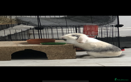 Cashmere Lop rabbits for sale: 2 Adorable rabbits best of friends - Image 8